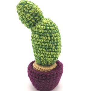 Cactus in ghiveci